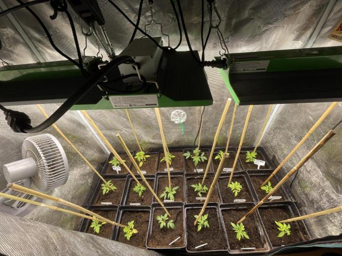 German Can Opner. Week 3 - Week3 week 1 day Flower