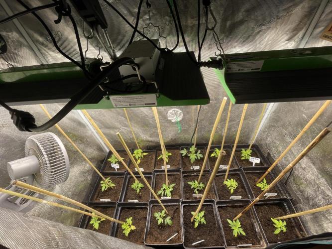 Ball Sucker. Week 3 - Week 3