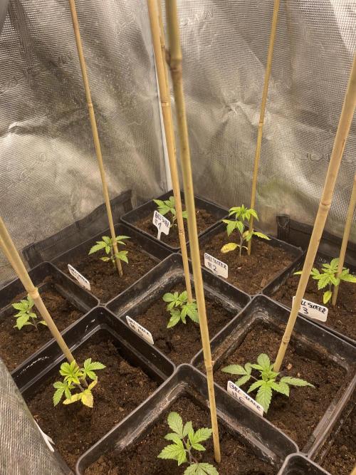 Ball Sucker. Week 3 - Week3