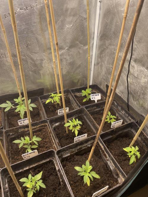 German Can Opner. Week 3 - Week 3