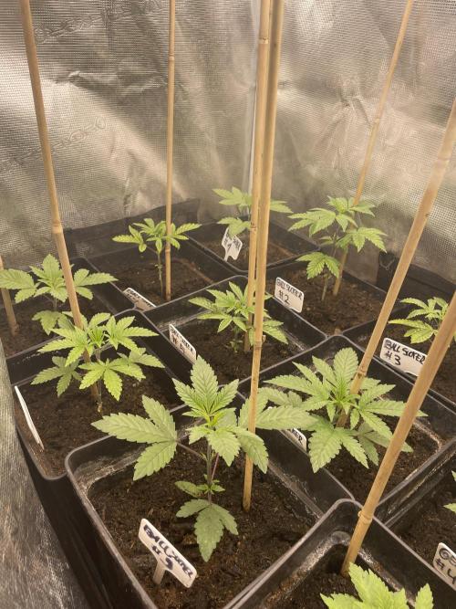 Ball Sucker. Week 4 - Go Go Go 