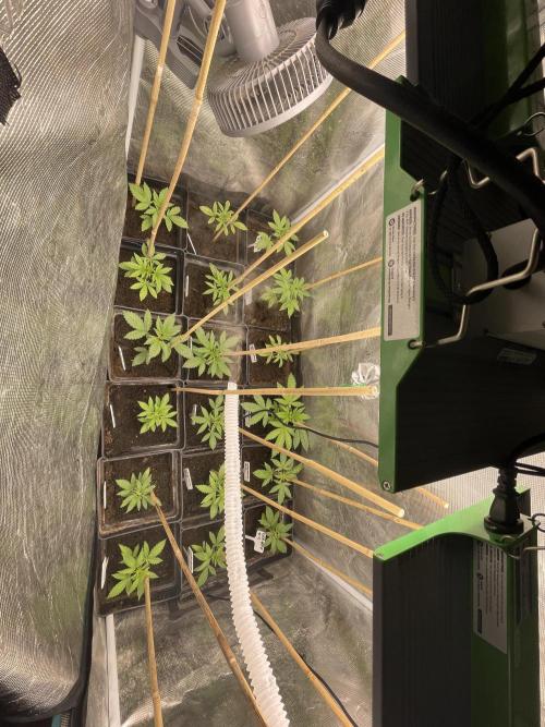 German Can Opner. Week 4 - Go Go Go 