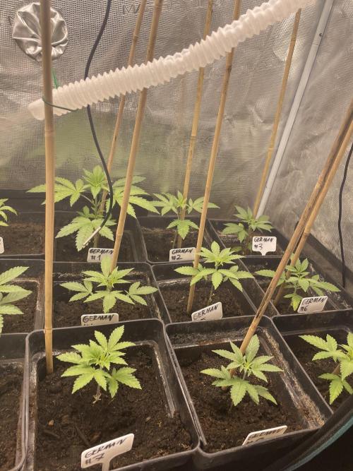 German Can Opner. Week 4 - Go Go Go 