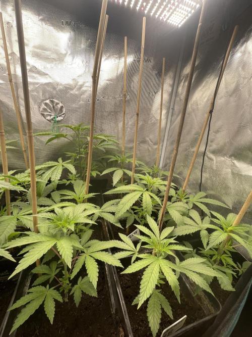 German Can Opner. Week 5