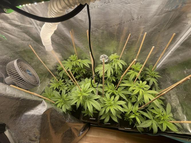 Ball Sucker. Week 6 - Go Go Go 