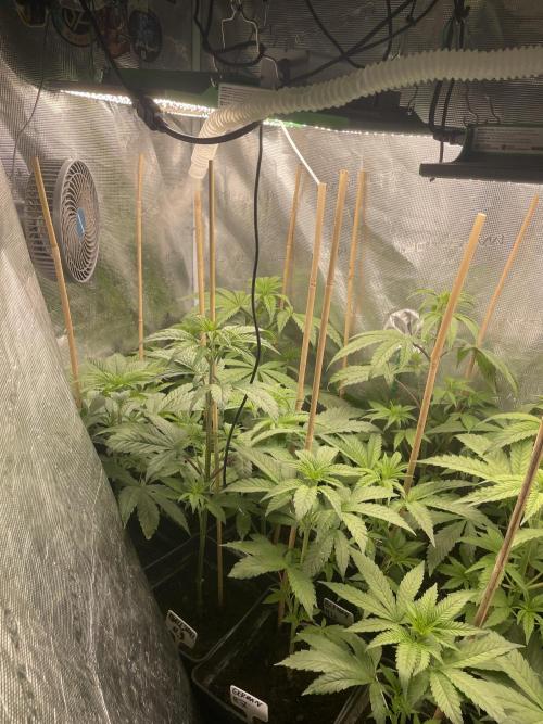 Ball Sucker. Week 6 - Gogogo 