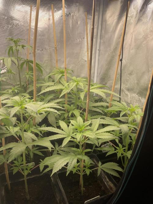 German Can Opner. Week 6 - Gogogo 