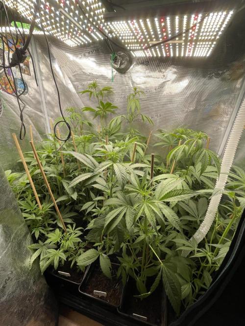 German Can Opner. Week 7 - Go Go Go 