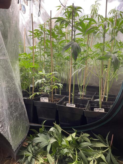 German Can Opner. Week 7 - Gogogo 