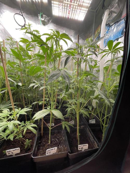 German Can Opner. Week 7 - Gogoo