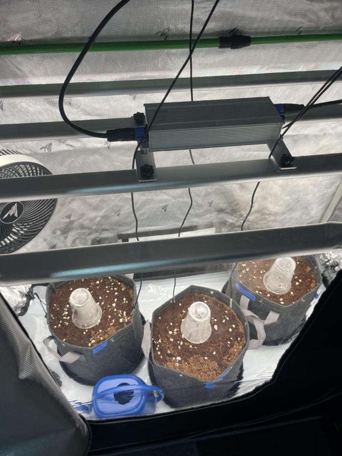 First Indoor Grow. Week 0 - Ph water to 5.9 and recharge only. 