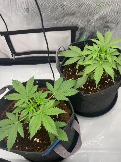 First Grow