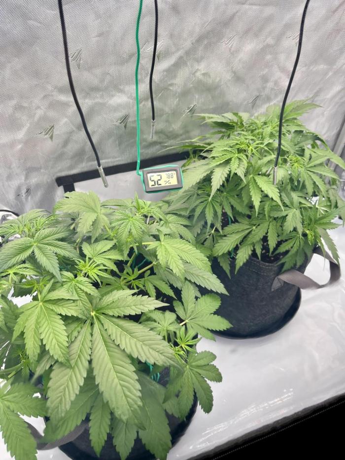 First Indoor Grow. Week 4 - Water PH 5.8. Silica, recharge, ,cal-mag. PPFD
400