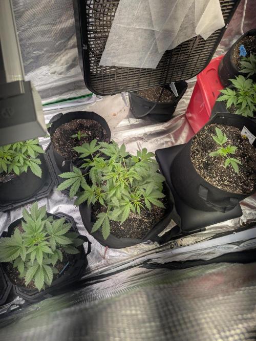 Ohio supreme genetics. Week 4