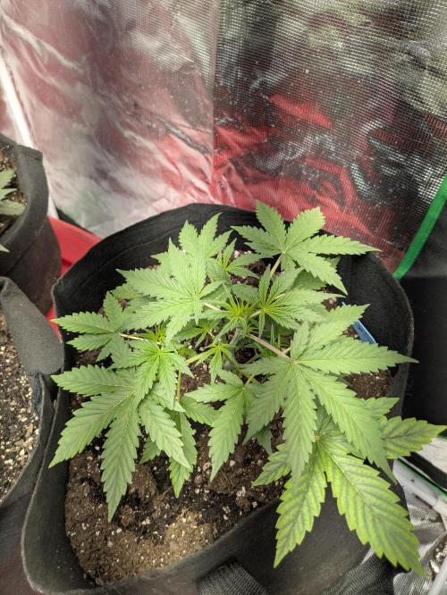 Ohio supreme genetics. Week 4