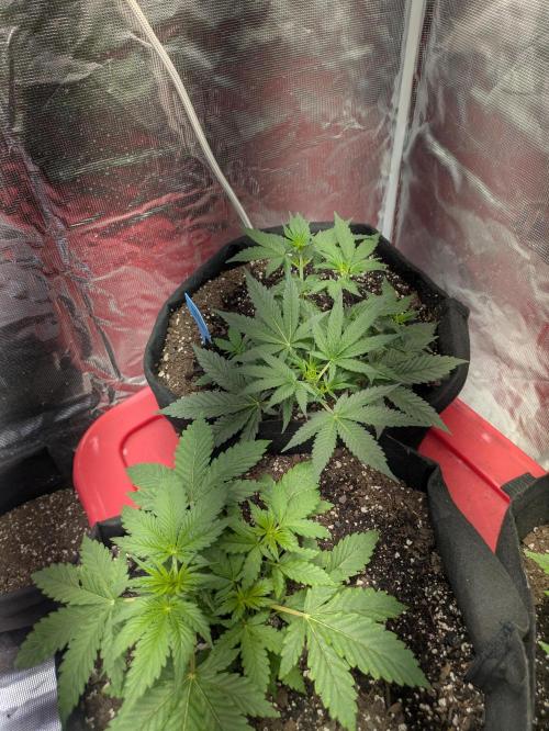 Ohio supreme genetics. Week 4