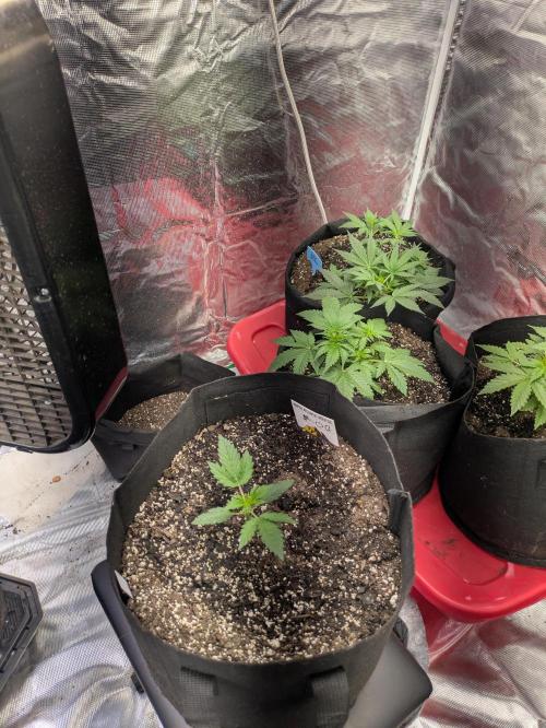 Ohio supreme genetics. Week 4