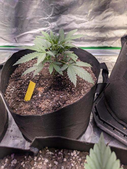 Ohio supreme genetics. Week 4