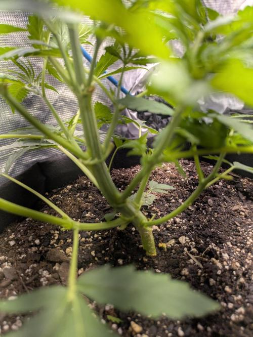 Ohio supreme genetics. Week 4