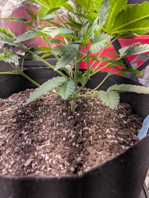 Ohio supreme genetics. Week 4