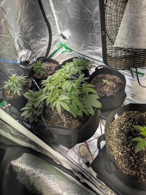 Ohio supreme genetics. Week 4