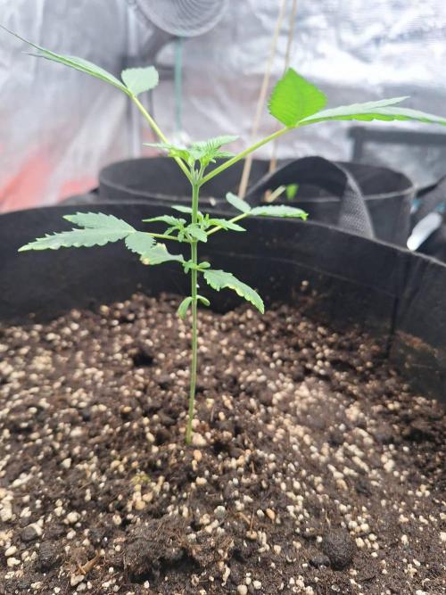 Weed 1. Week 4 - 4 week