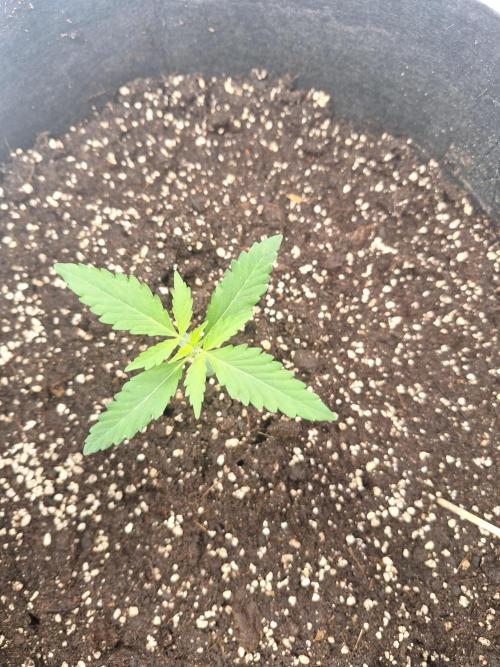 Gorillaz auto. Week 2