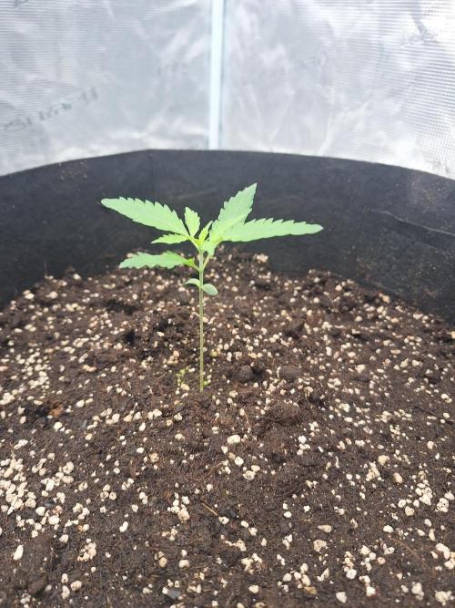 Gorillaz auto. Week 2