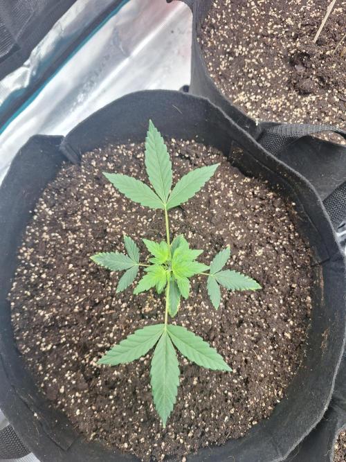 Weed 1. Week 4