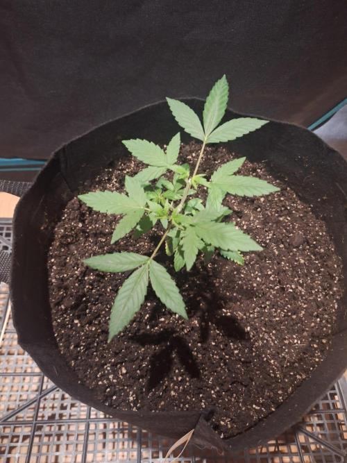 Weed 1. Week 4