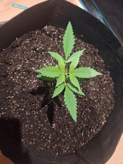 Gorillaz auto. Week 2