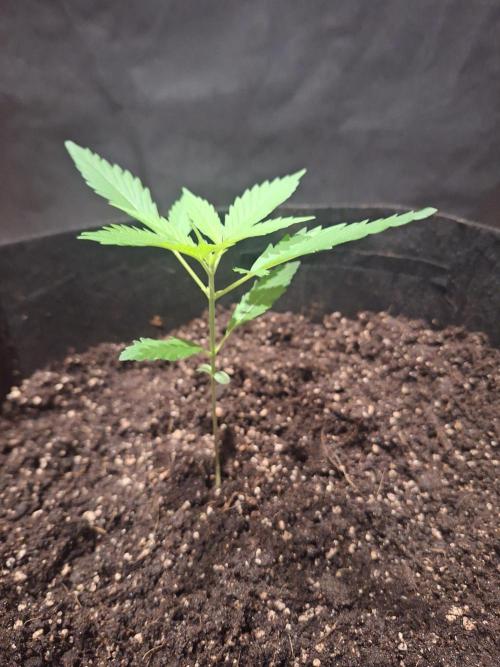 Gorillaz auto. Week 2