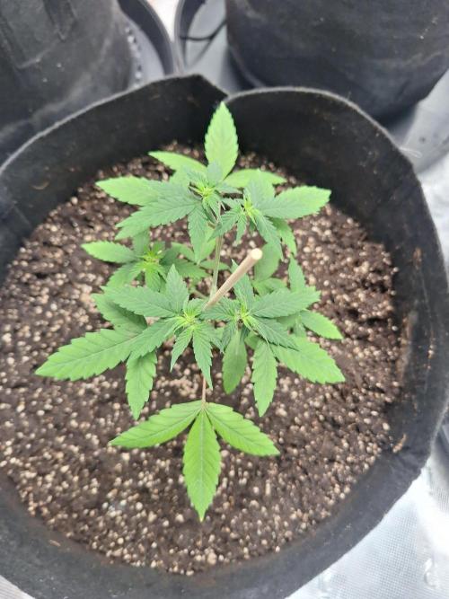 Weed 1. Week 5