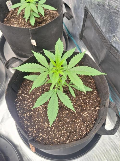 Gorillaz auto. Week 3