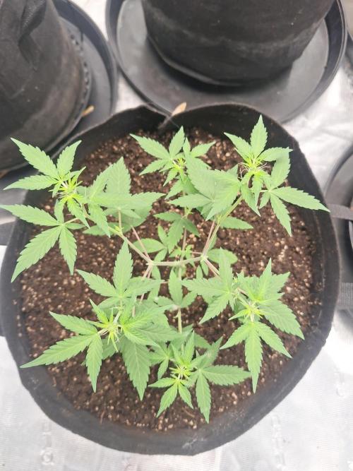 Weed 1. Week 6