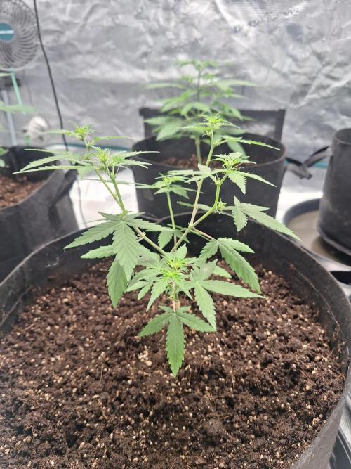 Weed 1. Week 6