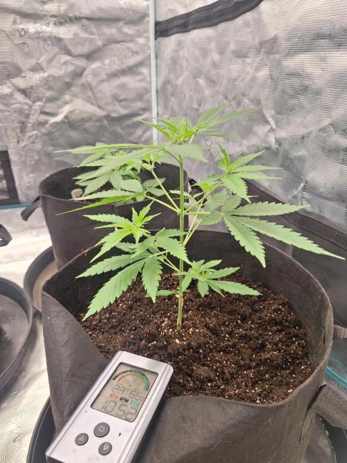 Gorillaz auto. Week 4