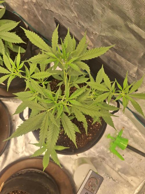 Gorillaz auto. Week 5