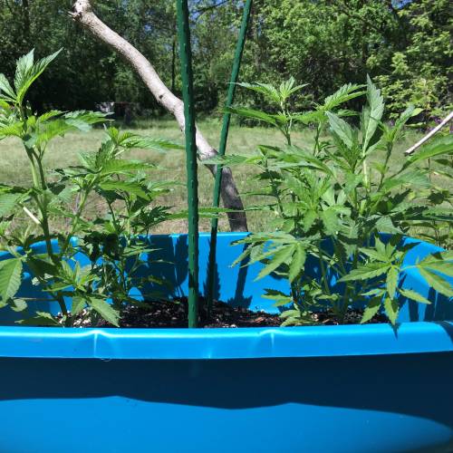 peanut butter breath, gorilla cookies, sherbertlat, wedding cake, punch