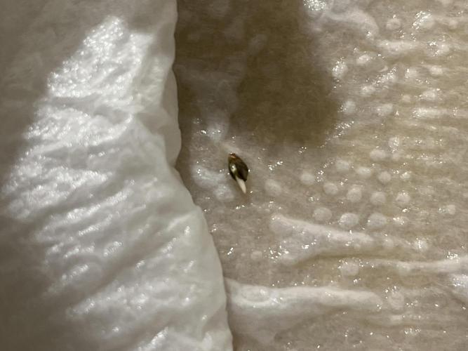 First grow. Here goes.. Week 0 - Not much to show just yet. But there my first tiny lil tap root. ☺️