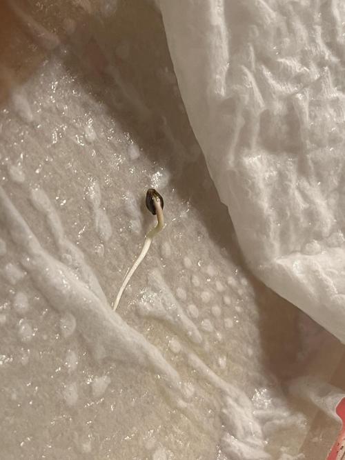 First grow. Here goes.. Week 0 - Grown nicely over the last 48 hours ish. I’ve mover it to the pot.