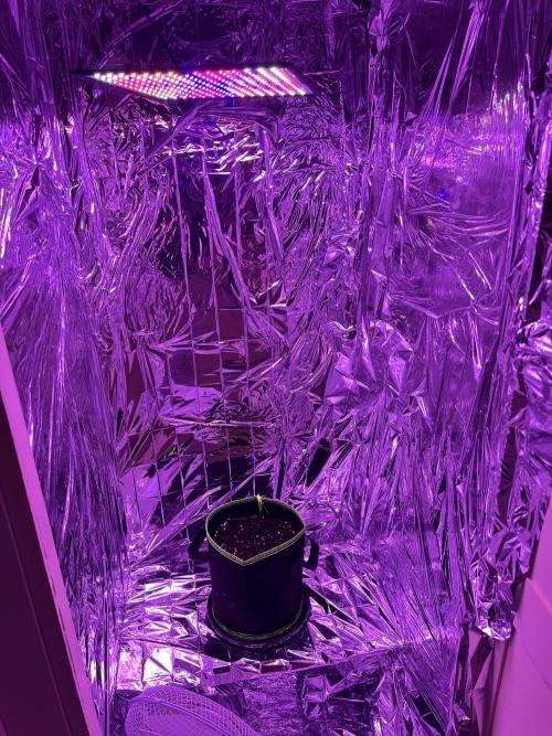 First grow. Here goes.. Week 0 - Here we go. Potted and placed into the mish mash wardrobe grow room 😂 
