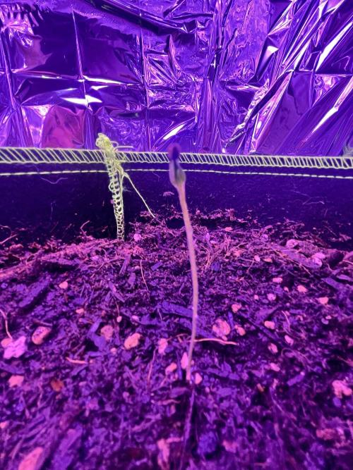 First grow. FastBudz Banana purple punch. Week 1 - Mid week around day 5/6 the shell was hanging on for dear life. 