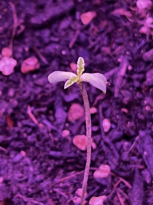 First grow. FastBudz Banana purple punch. Week 1 - I resisted messing with her and on day 7 she popped out. 😍