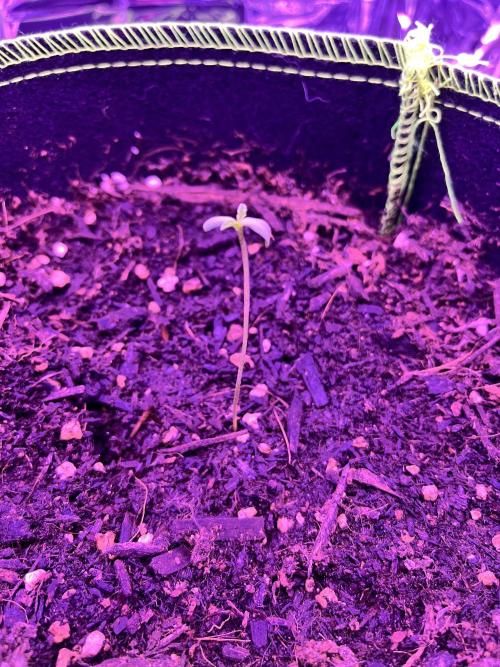 First grow. FastBudz Banana purple punch. Week 1