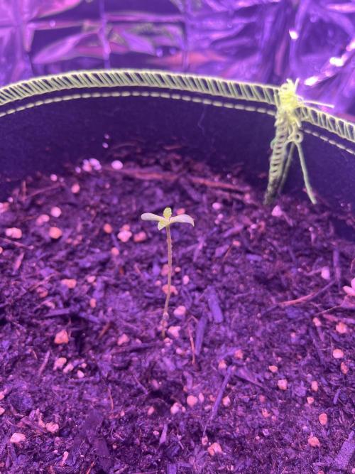 First grow. FastBudz Banana purple punch. Week 1