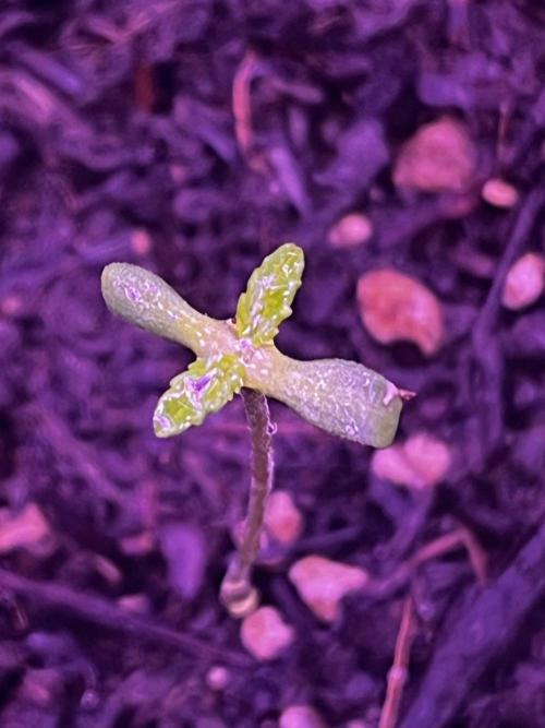 First grow. FastBudz Banana purple punch. Week 1 - She was a bit floppy after popping but seems to be doing well now. 