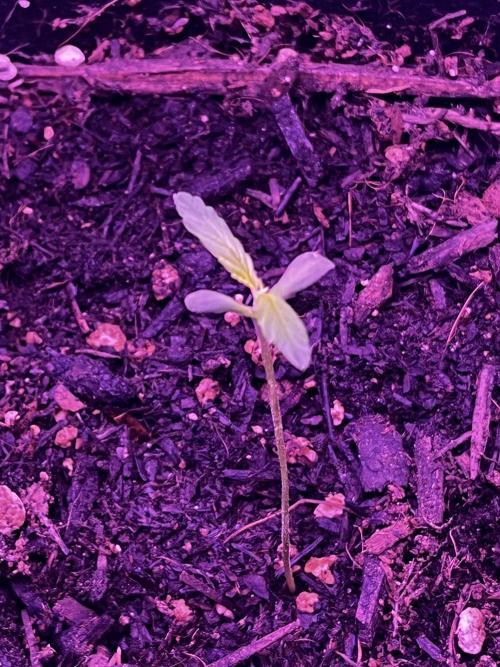 First grow. FastBudz Banana purple punch. Week 2 - 16 days ago. At two weeks old she’s long skinny and not going as expected. 
