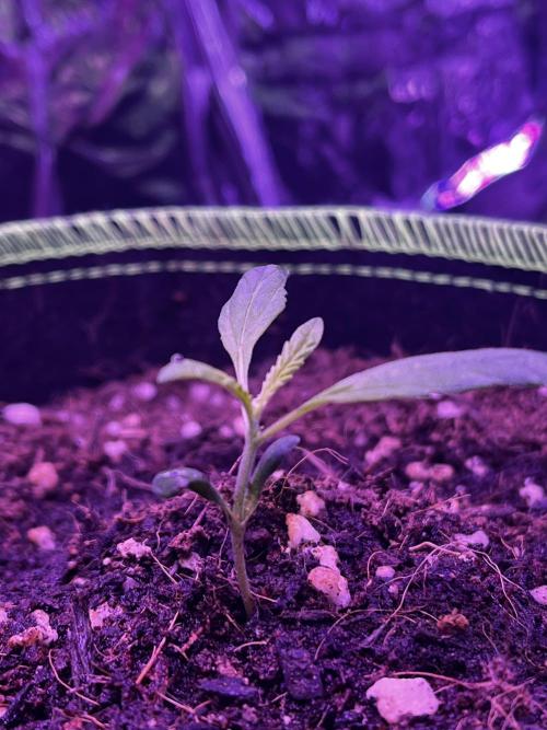 First grow. FastBudz Banana purple punch. Week 2 - Last night after lots of love she’s catching up. 