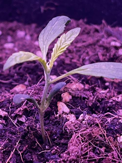 First grow. FastBudz Banana purple punch. Week 2 - Still not perfect but she’s turning a corner. Should I keep going with her? I